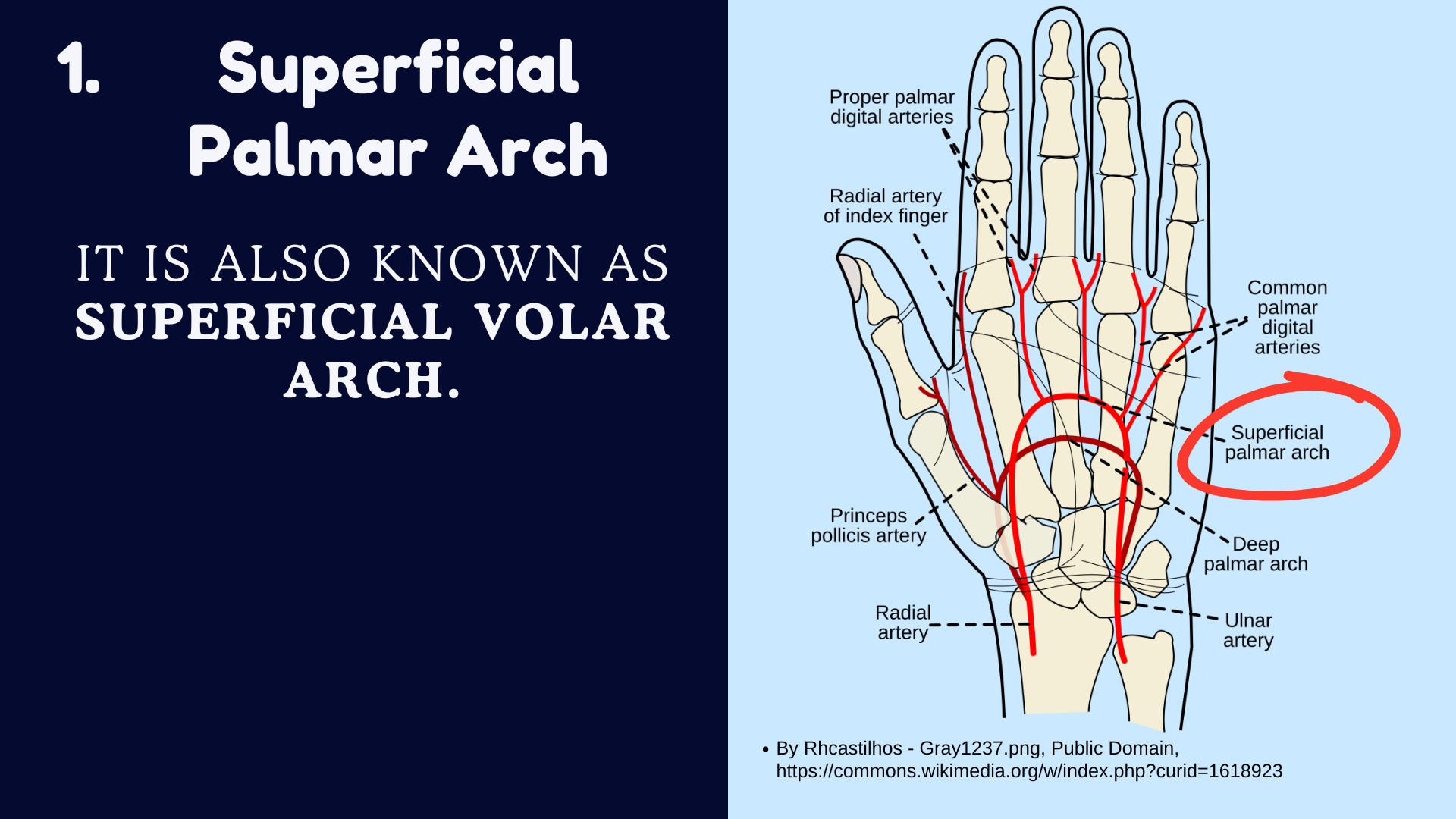 Palmar Arches of the Hand | Superficial palmar arch and Deep palmar ar