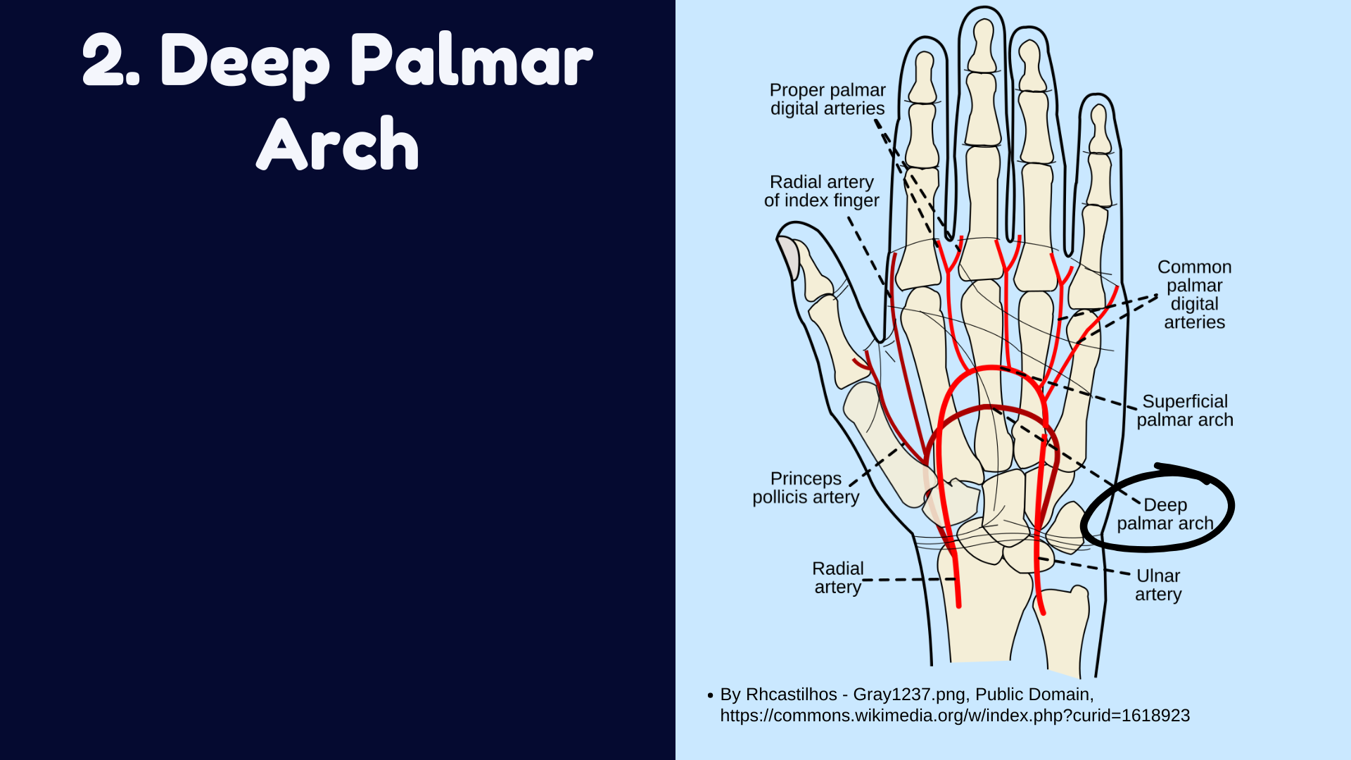 Palmar Arches of the Hand | Superficial palmar arch and Deep palmar ar